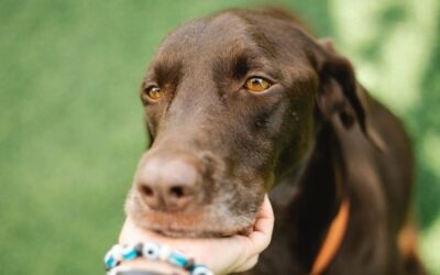 Frases de Despedida para Perros Fallecidos